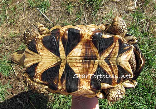 adult Burmese star tortoise plastron pattern