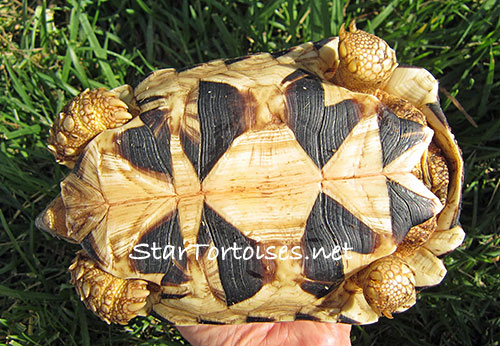 Burmese star tortoise (Geochelone platynota) plastron