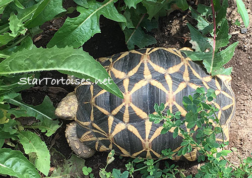 Burmese star tortoise (Geochelone platynota)  adult female