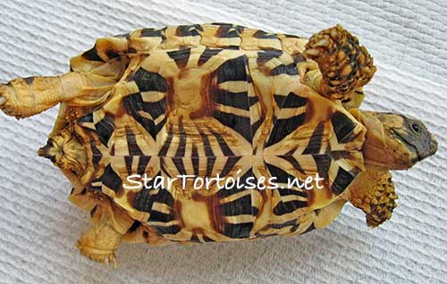 juvenile Sri Lankan star tortoise