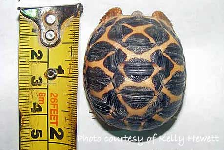 baby Indian star tortoise Geochelone elegans