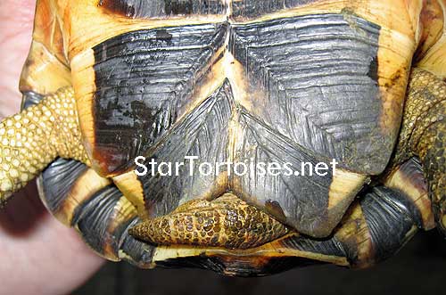 male angulate tortoise