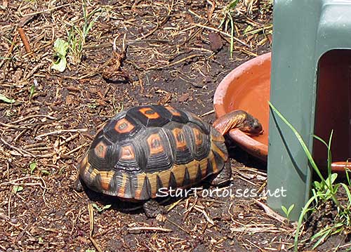 angulate / bowsprit tortoise drinking water
