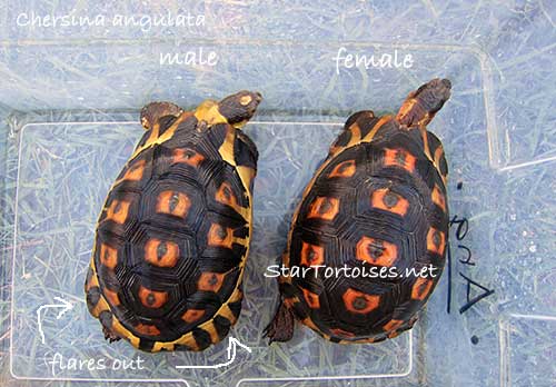 angulate tortoise (Chersina angulata) pair