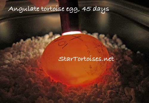 Angulate tortoise (Chersina angulata) egg, 45 days