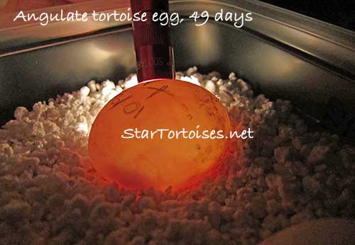 Angulate tortoise (Chersina angulata) egg, 49 days