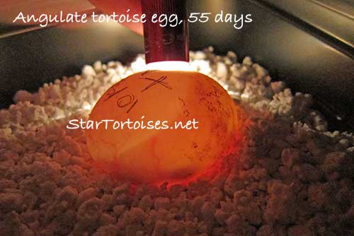 Angulate tortoise (Chersina angulata) egg, 55 days