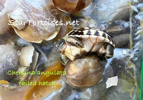 failed hatch - angulate tortoise