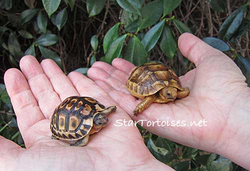 compare: angulate vs Greek tortoise babies