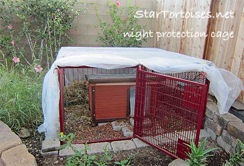 night protection cage for tortoises