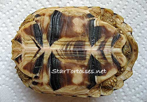 baby Burmese Ssar tortoise plastron