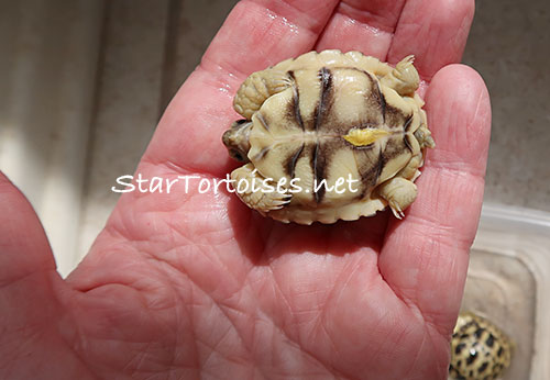 Burmese star tortoise (Geochelone platynota) hatchling