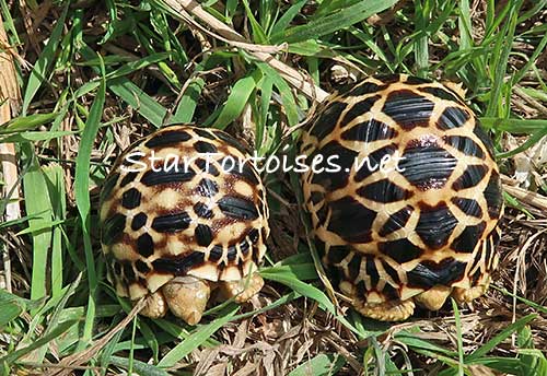 Burmese star tortoise (Geochelone platynota) babies