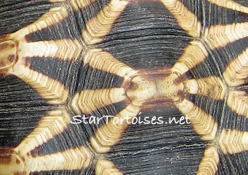 Burmese star tortoise (Geochelone platynota) shell pattern