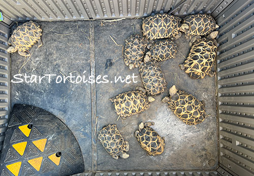heated night house for Burmese star tortoises