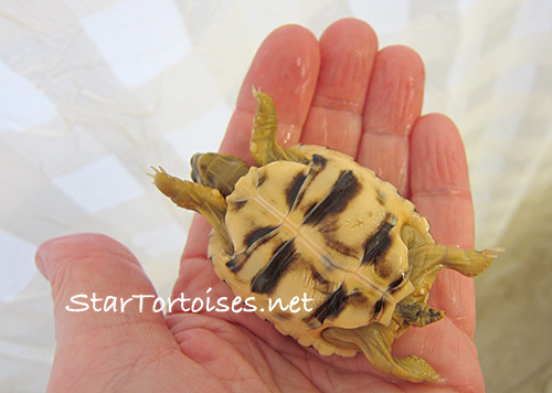Burmese star tortoise hatchling