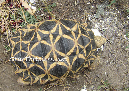 Burmese star tortoise (Geochelone platynota)
