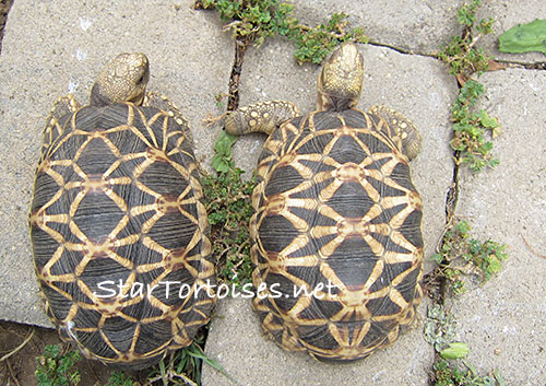 Geochelone platynota, Burmese star tortoises