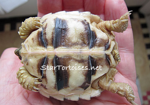 Burmese star tortoise baby