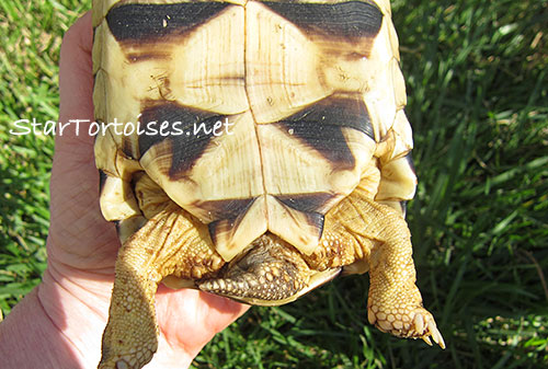 Burmese star tortoise male