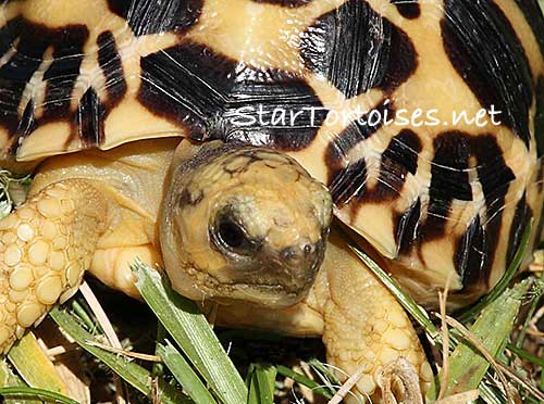 Burmese star tortoise baby