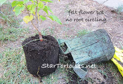 no root circling in a fabric flowerpot