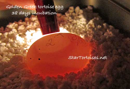candling a fertile golden Greek tortoise egg