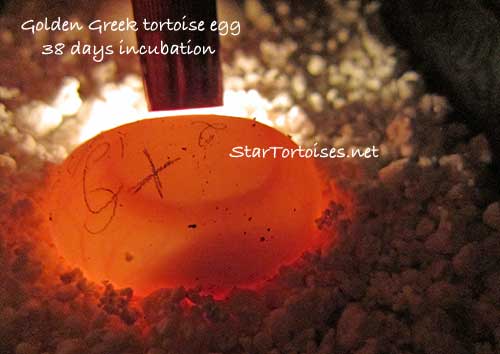 candling a fertile golden Greek tortoise egg