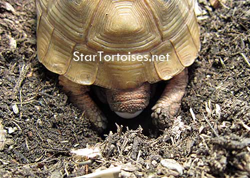 golden  Mesopotamian Greek tortoise laying an egg