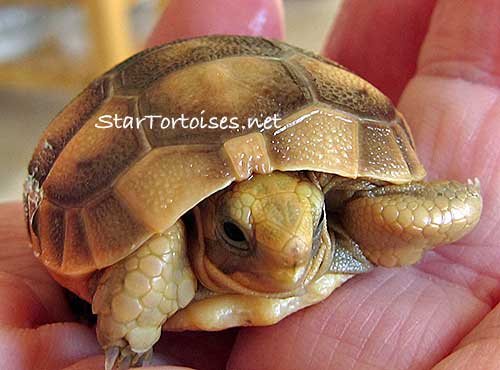 baby golden greek tortoise
