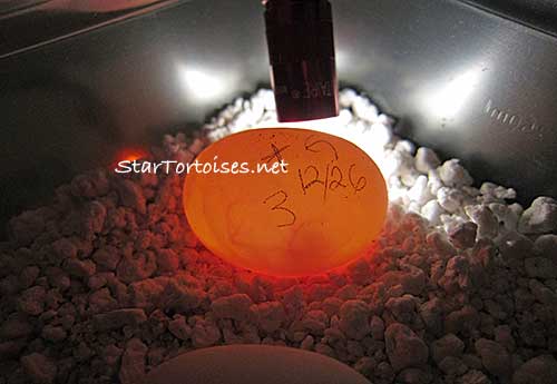 fertile golden Greek egg incubating at 20 days