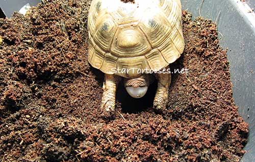 golden Mesopotamian Greek tortoise laying eggs