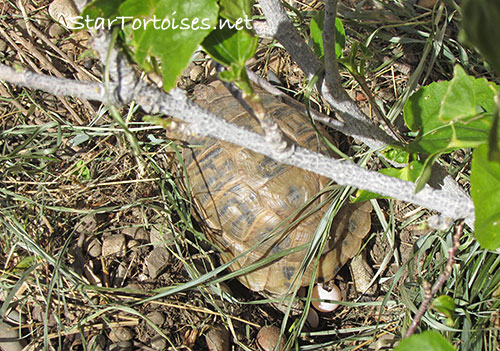 Mesopotamian Greek tortoise nesting