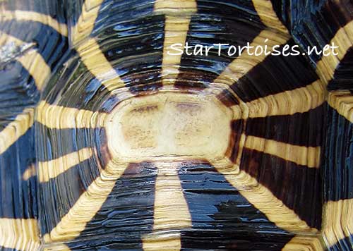 Indian star tortoise (Geochelone elegans) shell pattern