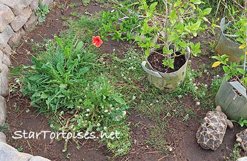 tortoise pen with edible plants