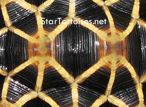 Burmese star tortoise (Geochelone platynota) shell pattern