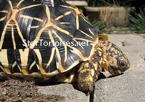 Sri Lankan star tortoise