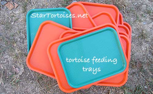 tortoise feeding trays
