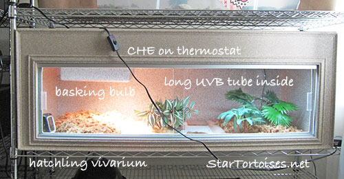 vivarium / terrarium for star tortoise babies