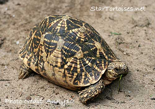 Indian star tortoise (Geochelone elegans) in Sri Lanka